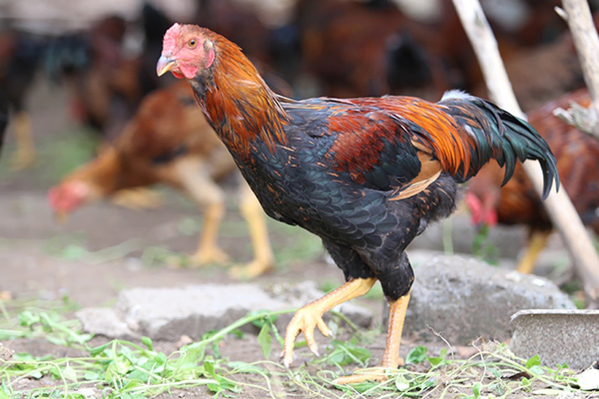 Chăn thả tự nhiên