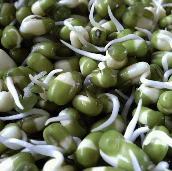 Ủ mầm tự nhiên